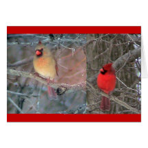Rote Kardinals-Paar-Karte