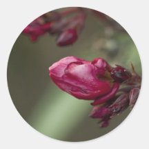 Rote Knospe Aufkleber