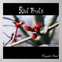 Rote Knospen Plakate