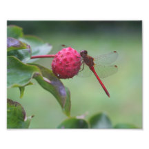 Rote Libelle auf Natur-Druck der Hartriegel-Frucht Fotografische Drucke