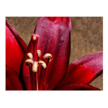 Rote Lilien-Blume mit Dewdrop Postkarten