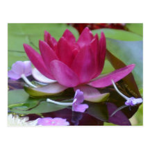 Rote Lotus-Postkarte