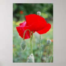 rote Mohnblume Posterdrucke
