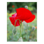 rote Mohnblume Postkarten