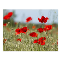 rote Mohnblumen auf dem Feld Postkarte