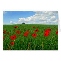Rote Mohnblumen Grußkarte