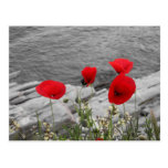 rote Mohnblumen Postkarte