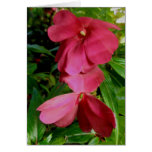 Rote Neu-Guinea Impatiens Anmerkungs-Karte