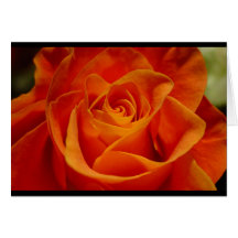 Rote orange Rose Karte