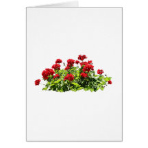 Rote Pelargonien Karten