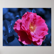 Rote Rose auf blauem Tönungs-Blumen-Plakat