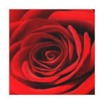 Rote Rose Gespannte Galeriedrucke