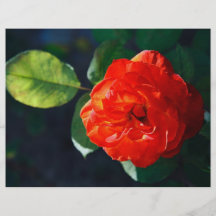 Rote Rose Individuelle Flyer