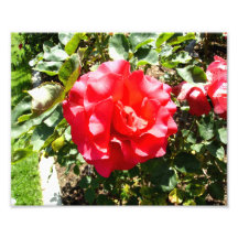 Rote Rose Photographie
