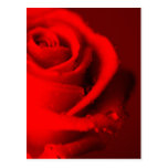 Rote Rose postkarten