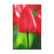 Rote Tulpe Leinwand Drucke