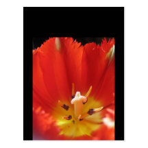 Rote Tulpe Postkarte
