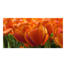 Rote Tulpen DSC0794 Foto Karten Vorlage
