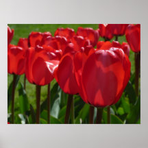 Rote Tulpen Posterdrucke