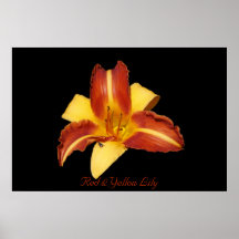 Rote u. gelbe Lilie Plakatdruck