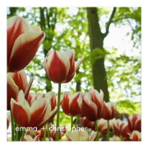 Rote u. weiße Tulpen DSC0869 Einladungskarten
