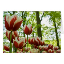 Rote u. weiße Tulpen DSC0869 Grußkarten