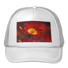 Rote und gelbe Rose Kappen