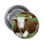 Rote und weiße Kuh auf grünem Gras Anstecknadelbutton