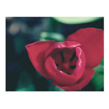 Rote Vintage Tulpe Postkarte