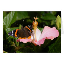 Roter Admiral auf Hibiskus Grußkarte