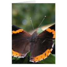 Roter Admirals-Schmetterlings-Gruß-Karte
