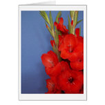 Roter Gladiolus Grußkarte