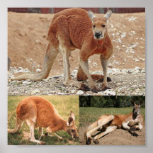 Roter Känguru Posterdrucke