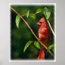 Roter Kardinal Plakat