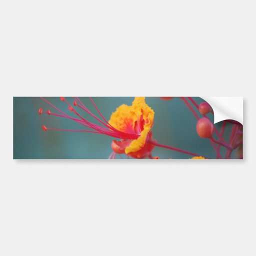 Roter mexikanischer Paradiesvogel Auto Sticker