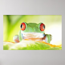 roter mit Augen Baumfrosch Posterdrucke