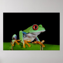 roter mit Augen Baumfrosch Plakate