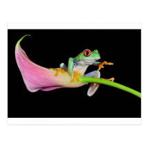 roter mit Augen Baumfrosch Postkarten