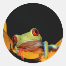 roter mit Augen Baumfrosch Runder Sticker