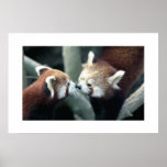 Roter Panda #1 Posterdrucke