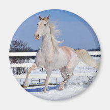 Roter Roan im Schnee Kühlschrankmagnete