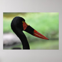 Roter Schnabel - Plakat/Druck