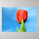 Roter Tulpe-Druck Posterdrucke