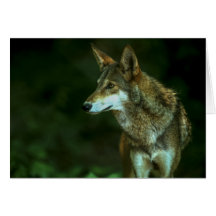 Roter Wolf NC Grußkarten