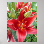 Roter Zwerg-Lilien-Plakat