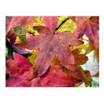 ROTES BLATT DES HERBST-MAPPLE POSTKARTEN