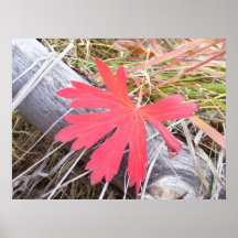 Rotes Blatt Poster