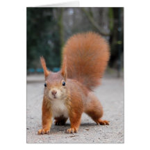 Rotes Eichhörnchen Grußkarten