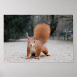 Rotes Eichhörnchen Plakatdrucke