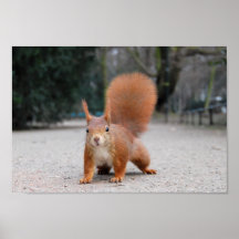 Rotes Eichhörnchen Plakatdrucke